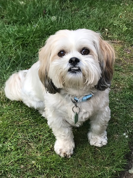 Does anyone own a bichon frise?