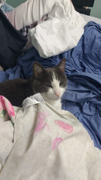 Grey cat appreciation thread.
