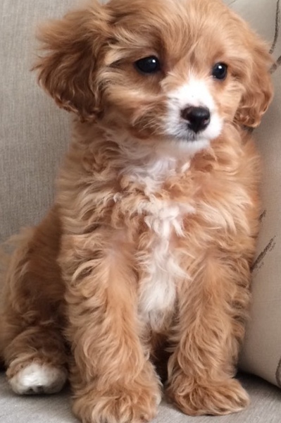 Who fancies sharing pics of their dogs?