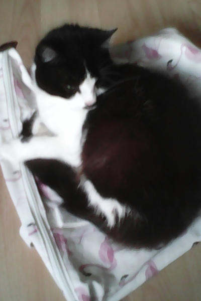 Show me your favourite pictures of your cats