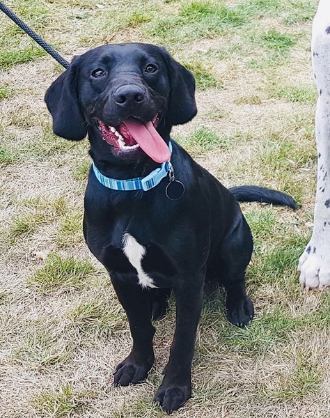 Tell me about your doggies! Quiz!