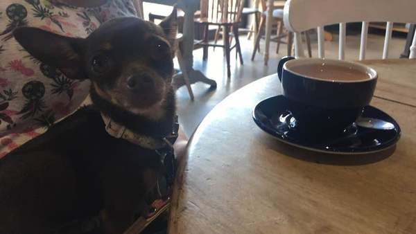 Any website recommendations for doggy jumpers?