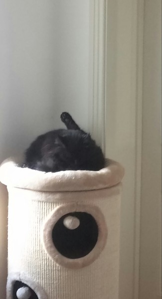What's your DCat up to today? (Thread 7!)