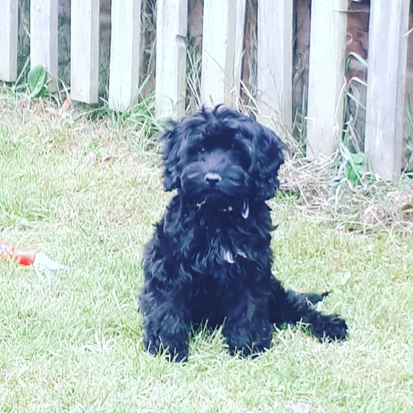 Coat for cockapoo