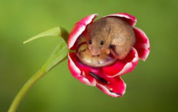 Stephanie Hayden takes Graham Linehan to court for doxxing