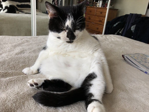 Look at this fine figure of a cat!