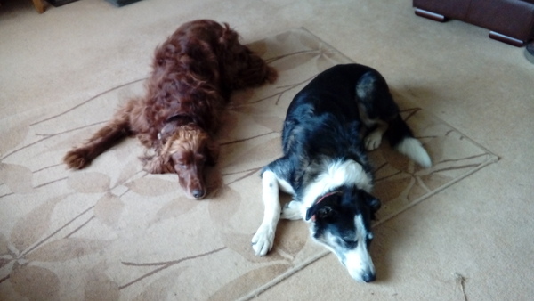 Who fancies sharing pics of their dogs?