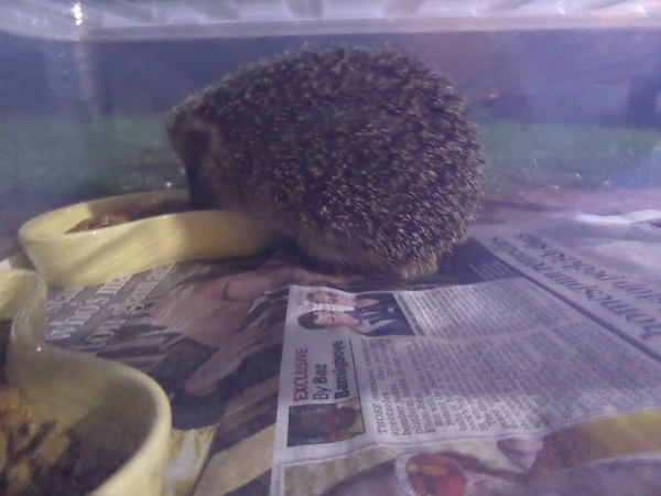My first hedgehog.