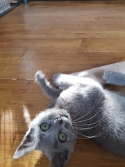 Is she a Russian Blue or have I been ripped off?