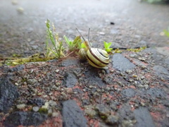 To feel so awful about treading on a snail just now?