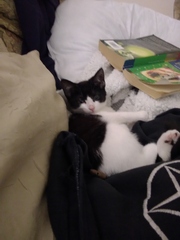 Show me your favourite pictures of your cats