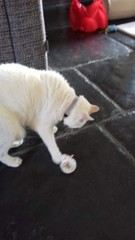 Show me your favourite pictures of your cats