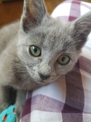 Is she a Russian Blue or have I been ripped off?
