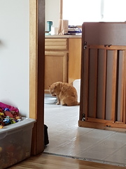 Seriously considering a rescue - any advice would be great.l