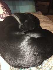 Adolescent Dog Survival thread anyone?