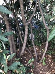What is this tree?