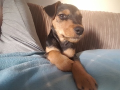 Who fancies sharing pics of their dogs?
