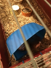 AIBU to ask what are your guinea pigs doing right now?