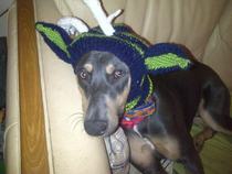 Greyhound questions