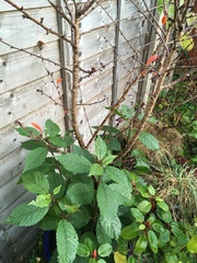 Urgh! What the hell is that in my cherry tree?