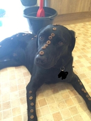 Labrador owners/experts. Please read...