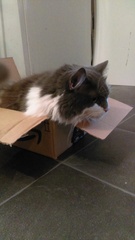 Are your pets employed?