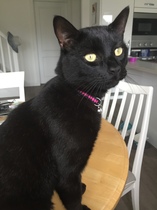 Show me your favourite pictures of your cats