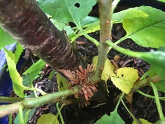 Urgh! What the hell is that in my cherry tree?