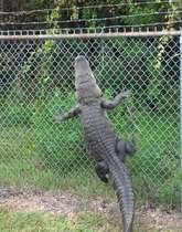 AIBU to be livid how dolphins are portrayed compared to how they are?