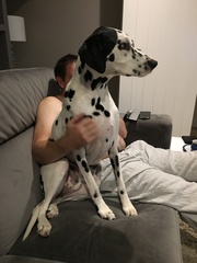 Dalmatian names