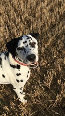 Dalmatian names