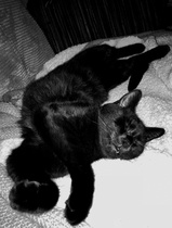 Show me your favourite pictures of your cats