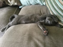 Is she a Russian Blue or have I been ripped off?