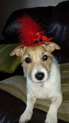 Are your pets employed?