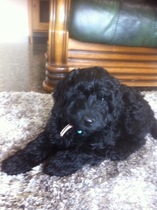 Who fancies sharing pics of their dogs?