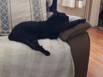National Black Cat Day!