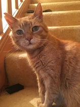 Show me your favourite pictures of your cats