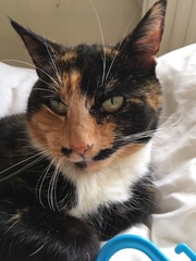 Anybody else living with an elderly adorable pita cat?
