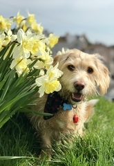 Are your pets employed?