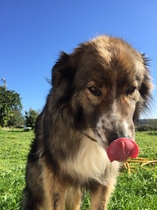 Who fancies sharing pics of their dogs?