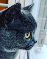 Show me your favourite pictures of your cats