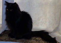 Any Witches Here Part 4 [Edited by MNHQ]