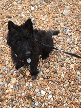 Are your pets employed?
