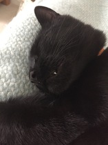 Show me your favourite pictures of your cats