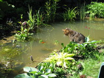 To ask you to talk to me about Bengal cats?
