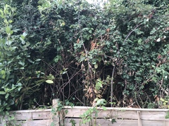 Neighbors garden