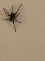 TRIGGER WARNING spider pictures.   Help please