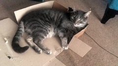 Are your pets employed?