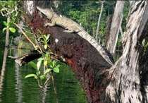 AIBU to be livid how dolphins are portrayed compared to how they are?