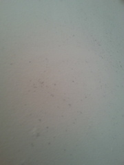 rendered wall moisture / mould on one wall